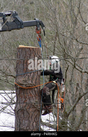 Une cordée en arboriculture avec des protections avec casque, trousse de premiers soins et des vêtements de protection, utilise une grue qu'il prend d'un arbre Banque D'Images