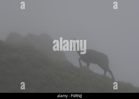 Chamois sur un Misty Mountain Ridge dans les Vosges, France Banque D'Images