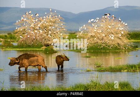 Les pays d'Afrique, ou du cap, buffles (syncerus caffer) dans un trou d'eau. Photographié en Tanzanie. Banque D'Images