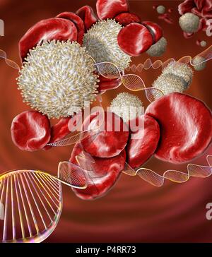 Maladies du sang, conceptual image composite. La microscopie électronique à balayage (MEB) et de l'image générée par ordinateur (CGI) d'ADN (acide désoxyribonucléique) hélices (molécules) et rouges et blancs. Il y a un certain nombre de désordres de sang qui sont causées par des mutations génétiques et peuvent donc être transmis de parent à enfant. Ces troubles incluent l'hémophilie, la drépanocytose et la thalassémie. Banque D'Images