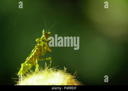La famille de Mantis Sphondromantis Spondromantis (probablement viridis) qui rôdent sur la feuille verte Banque D'Images