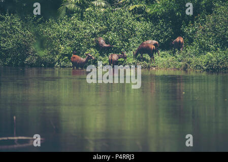 Cerfs Sambar dans Khao Yai national park, site de l'UNESCO, en Thaïlande. Banque D'Images