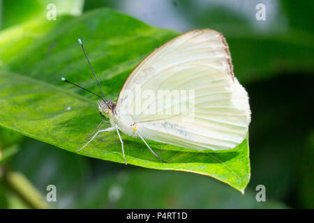 Grand papillon blanc du sud (Ascia monuste) assis sur une feuille verte Banque D'Images