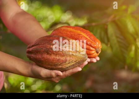 Deux gousses de cacao coloré dans farmer Main sur fond naturel floue Banque D'Images