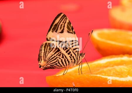 Un zèbre aka papillon mosaïque néotropicales Banque D'Images