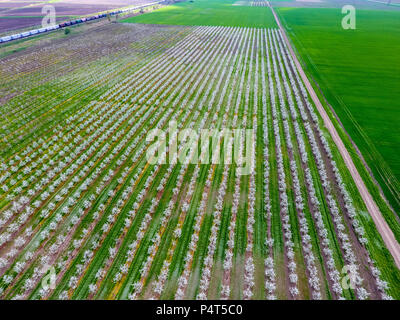 Les jeunes fleurs prune jardin, vue d'en haut. Durée du drone sur le jardin en fleurs Banque D'Images