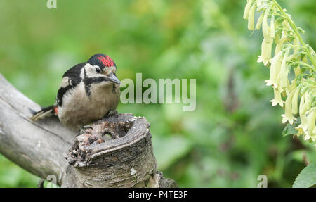 Un pic mineur (Dendrocopos major) se percher et se nourrir d'une souche d'arbre. Banque D'Images