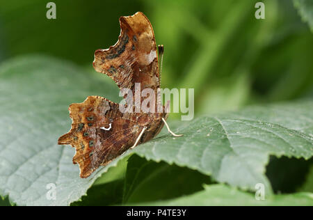 Un superbe papillon virgule (Polygonia c-album) perché sur une feuille. Banque D'Images