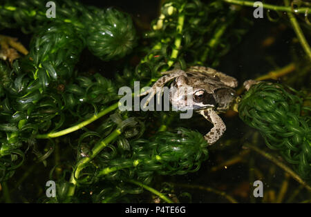 Une superbe jeune chasse grenouille rousse (Rana temporaria) assis parmi les mauvaises herbes dans un étang. Banque D'Images