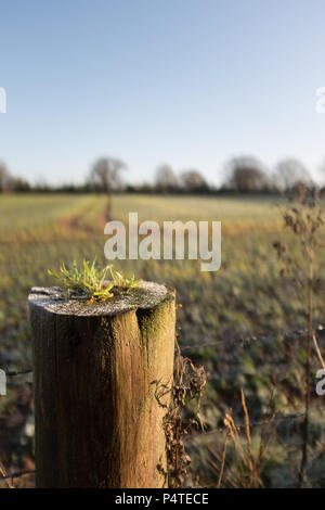 Piquet menant au domaine début matin Givre, Devon, Angleterre, Royaume-Uni. Banque D'Images