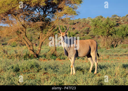 Antilope mâle éland (Tragelaphus oryx) dans l'habitat naturel, Mokala National Park, Afrique du Sud Banque D'Images