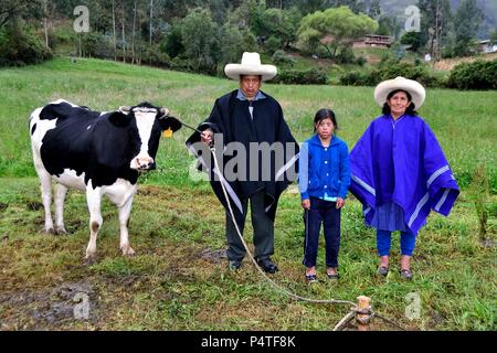 Vache laitière dans SAPALACHE Huaringas Las ' ' - HUANCABAMBA.. .Département de Piura au Pérou Banque D'Images