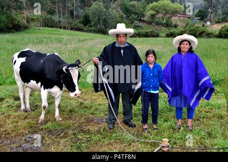 Vache laitière dans SAPALACHE Huaringas Las ' ' - HUANCABAMBA.. .Département de Piura au Pérou Banque D'Images