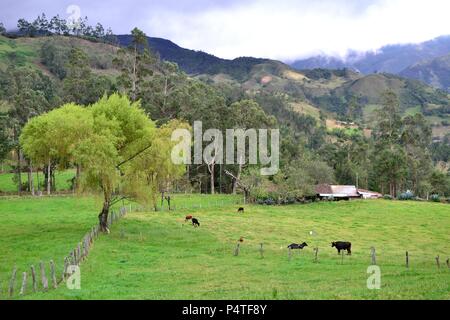 Vache laitière dans SAPALACHE Huaringas Las ' ' - HUANCABAMBA.. .Département de Piura au Pérou Banque D'Images