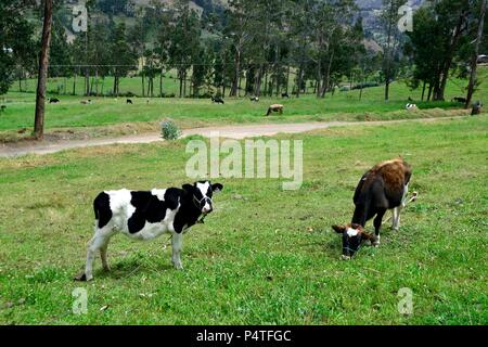 Vache laitière dans SAPALACHE Huaringas Las ' ' - HUANCABAMBA.. .Département de Piura au Pérou Banque D'Images