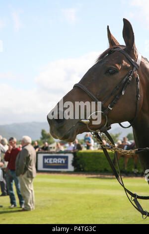 Défilé de chevaux de course, l'anneau de circulation de Killarney, comté de Kerry, Irlande. Banque D'Images