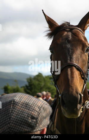 Défilé de chevaux de course, l'anneau de circulation de Killarney, comté de Kerry, Irlande. Banque D'Images