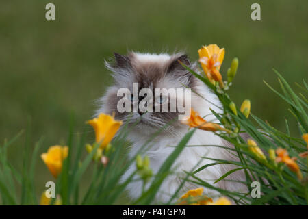 Chat himalayan avec des daylilas Banque D'Images