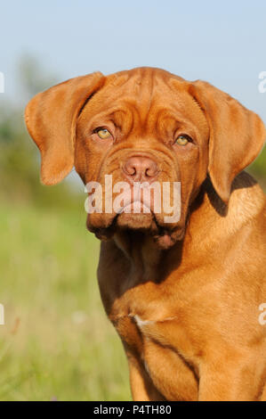 Dogue de Bordeaux, minet, 12 semaines, animal portrait Banque D'Images