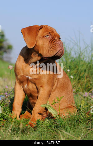 12 semaines vieux Bordeaux dog allemand, chiot, assis dans le pré Banque D'Images