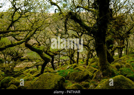 Wistman's Wood, Dartmoor National Park, de vieux chênes, Devon, Royaume-Uni Banque D'Images