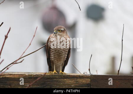 Blanche eurasienne (Accipiter nisus), femelle, juvénile, au nord ouest de l'Angleterre, Royaume-Uni Banque D'Images