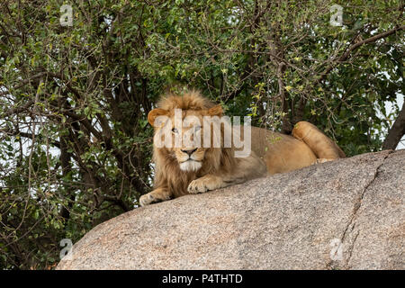 L'African Lion (Panthera leo), mâle, reposant sur une colline dans le Parc National du Serengeti, Tanzanie Banque D'Images