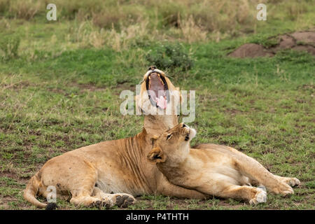 Deux d'Afrique lions (Panthera leo) le bâillement, salut et montrer de l'affection dans le Parc National du Serengeti, Tanzanie Banque D'Images