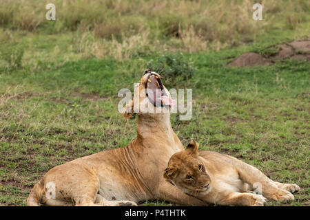 Deux d'Afrique lions (Panthera leo) le bâillement, salut et montrer de l'affection dans le Parc National du Serengeti, Tanzanie Banque D'Images