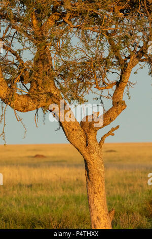 Leopard (Panthera pardus) femmes et cub dans un arbre au coucher du soleil dans le Parc National du Serengeti, Tanzanie Banque D'Images