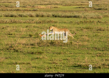 Le Guépard (Acinonyx jubatus) famille d'une mère et quatre louveteaux chassant un bébé gazelle de Thompson dans le Parc National du Serengeti, Tanzanie Banque D'Images