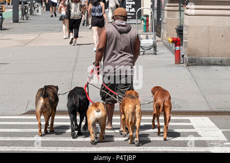 Photo de derrière d'un homme qui marche cinq gros chiens jusqu'Cinquième Avenue à Manhattan, New York City. Banque D'Images