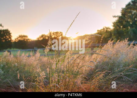 Photographie d'un paysage d'herbe sauvage contre un coucher de soleil jaune dans la campagne en Écosse. Banque D'Images