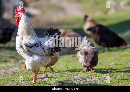 Close-up of big beautiful white bien nourris coq fièrement la garde de troupeau dans l'alimentation des poules sur l'herbe verte journée ensoleillée sur l'arrière-plan flou. Farm Banque D'Images