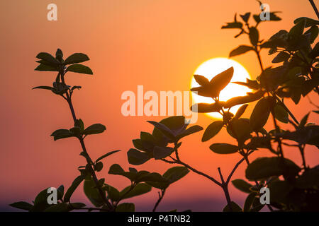 Beau contraste photo de silhouettes de branches d'arbre avec des feuilles vert foncé contre le grand soleil blanc brillant jaune doré orange dramatique sur Banque D'Images