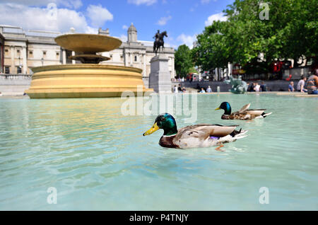 Les canards colverts (Anas platyrhynchos) dans l'une des fontaines à Trafalgar Square, Londres, Angleterre, Royaume-Uni. Banque D'Images