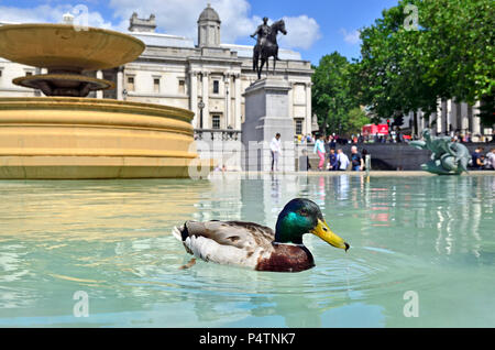 Canard colvert (Anas platyrhynchos) dans l'une des fontaines à Trafalgar Square, Londres, Angleterre, Royaume-Uni. Banque D'Images