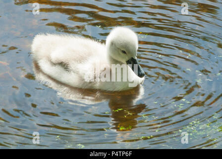 Soft, dawny cygnet, les jeunes de la Cygne muet, nager dans l'eau par le soleil d'un étang, explorer le monde sur son propre. s Gravelandse buitenplaatsen Neth Banque D'Images