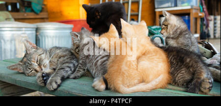 La famille chaton Banque D'Images