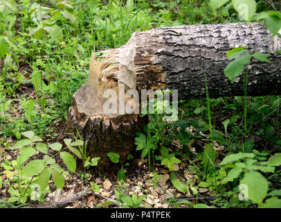 Arbre abattu par beaver en forêt, Saskatchewan, Canada Banque D'Images