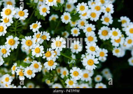 Vue panoramique peu profonde d'une abondance de daises sauvages qui poussent dans un jardin à l'arrière-cour au début de l'été, montrant les détails fins des fleurs en premier plan. Banque D'Images