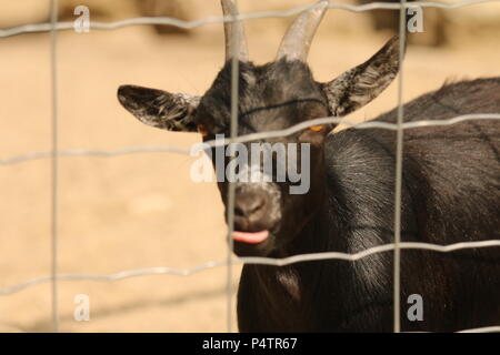 Pygmées de l'Afrique de l'Ouest - chèvre Capra hircus hircus Banque D'Images