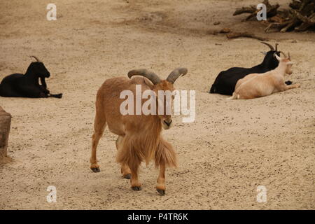 Mouflon - Ammotragus lervia Banque D'Images