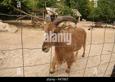 Mouflon - Ammotragus lervia Banque D'Images