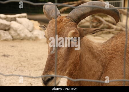 Mouflon - Ammotragus lervia Banque D'Images