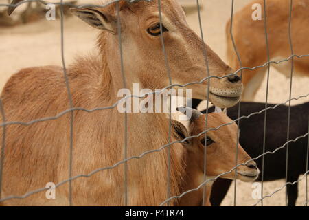 Mouflon - Ammotragus lervia Banque D'Images