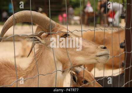 Mouflon - Ammotragus lervia Banque D'Images