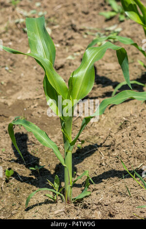 Plant de maïs bio à Sainte-Anne des Plaines, Québec, Canada. Banque D'Images