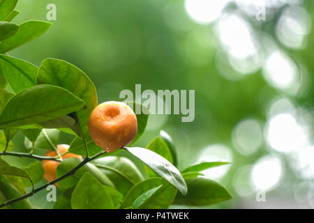 Fruits de l'arbre au premier plan mandarin Banque D'Images