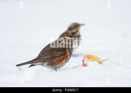 Une paire de carouges (Turdus iliacus) se nourrissant d'apple en jardin dans la neige lourde, Kildary, Invergordon, Ecosse, Royaume-Uni Banque D'Images